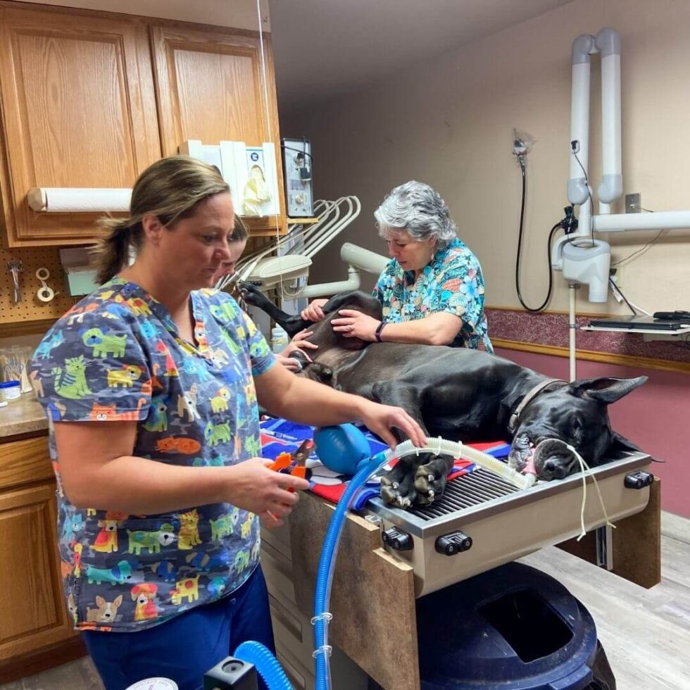 About Animal Care Center Montana Vet In Hardin, MT 59034