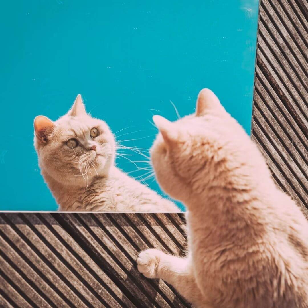 6 (1) Cat looking at Mirror