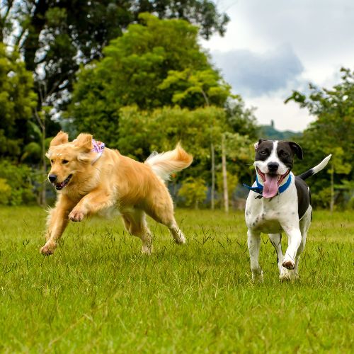 Dogs running on grass ground