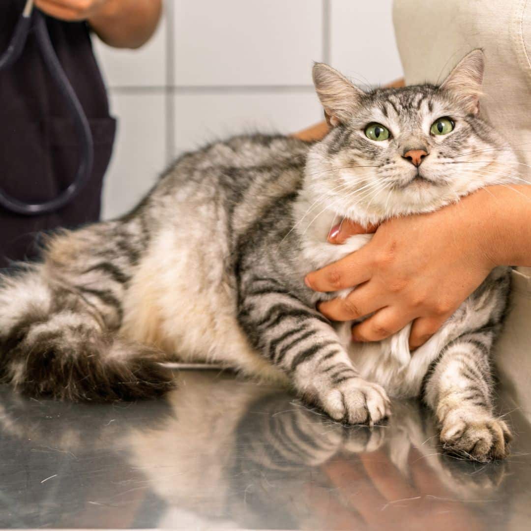 Veterinarians examining kitten in veterinary clinic
