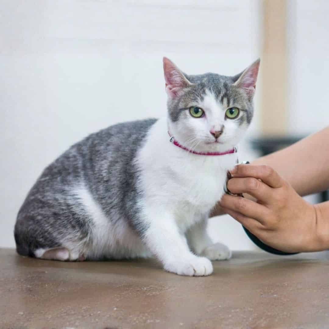 A cat receiving a check-up from a veterinarian